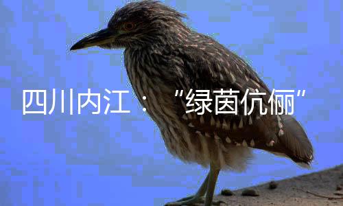 四川内江🧑🏽‍🏫：“绿茵伉俪”扎根县城 做“铿锵玫瑰”“筑梦人”